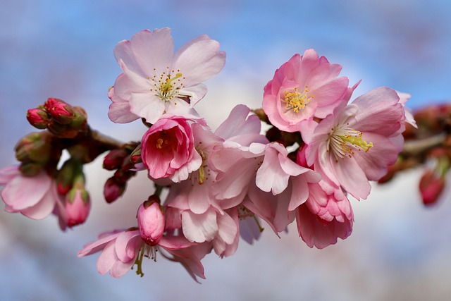 Spring opening of cottage with person inspecting septic tank access cover in blooming garden